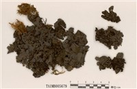 藏品(貓耳衣屬)的圖片